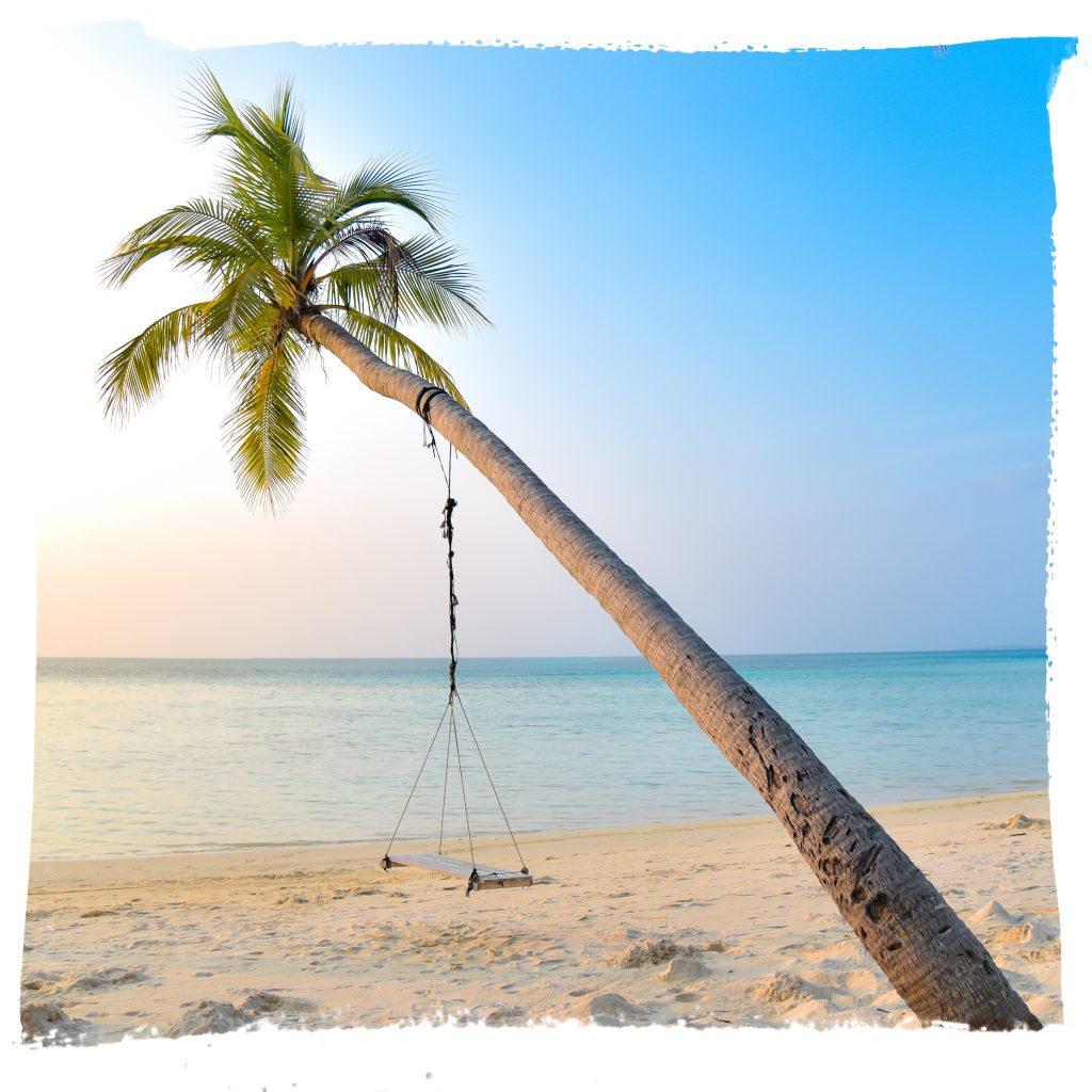 maldives palm trees ocean guest house sun white sand