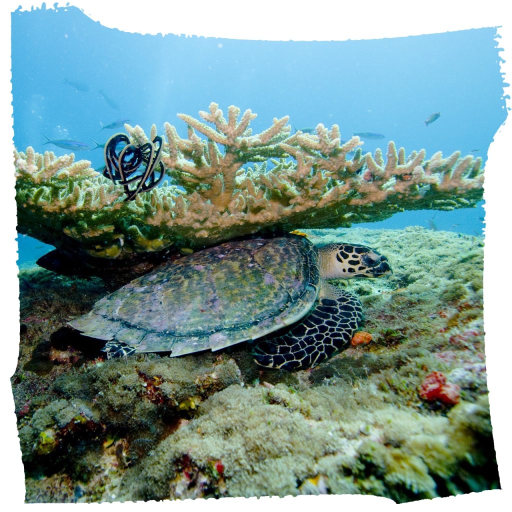maldives fonds marins corail snorkeling tortues