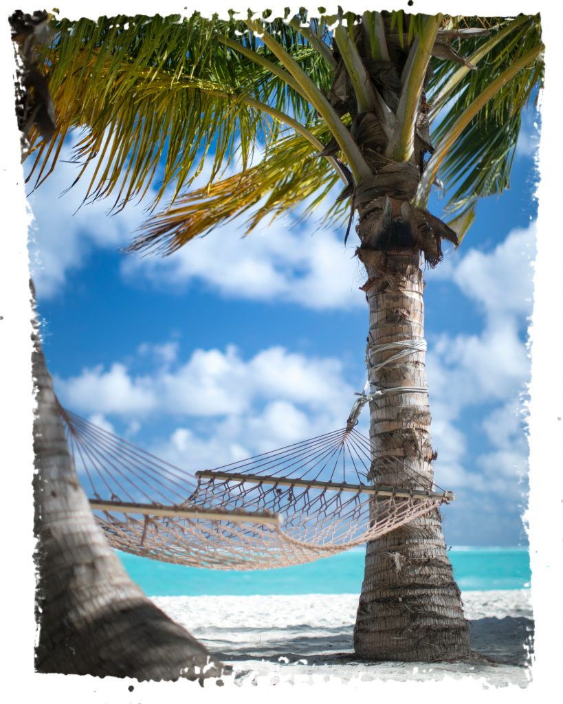 maldives palm trees ocean beach white sand